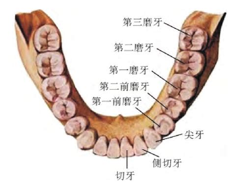 下牙|牙齿解剖结构